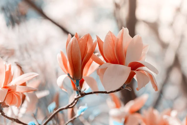 Bela árvore de magnólia floresce na primavera. Jentle magnólia flor contra a luz do pôr do sol . — Fotografia de Stock