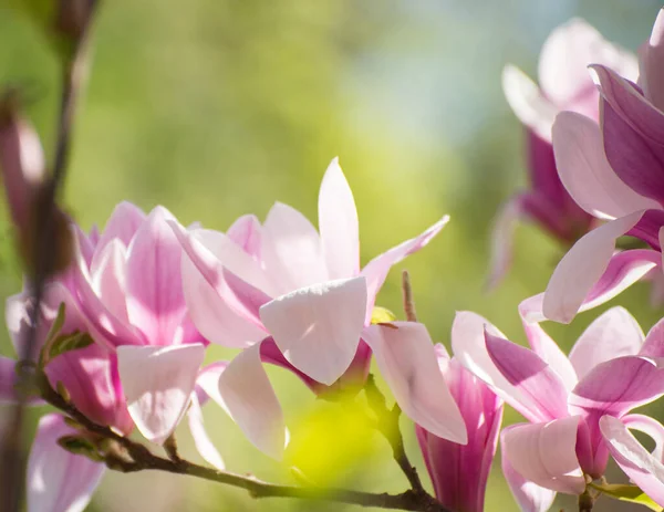 Wunderschöne Magnolienblüten im Frühling. Jentle Magnolienblüte gegen Sonnenuntergang. — Stockfoto