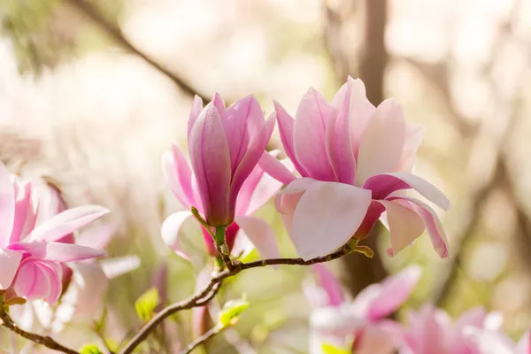 Güzel manolya ağacı bahar çiçekleri. Jentle Manolya çiçek karşı günbatımı ışığı. — Stok fotoğraf