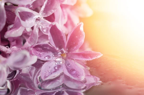 Flor lilás em gotas de orvalho — Fotografia de Stock