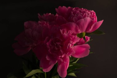 Karanlık bir arka plana karşı şakayık. Güzel pembe şakayıklı çiçek duvar kâğıdı siyahlara karşı.