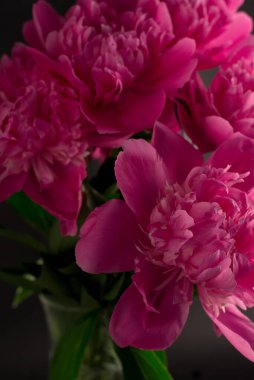 Karanlık bir arka plana karşı şakayık. Güzel pembe şakayıklı çiçek duvar kâğıdı siyahlara karşı.