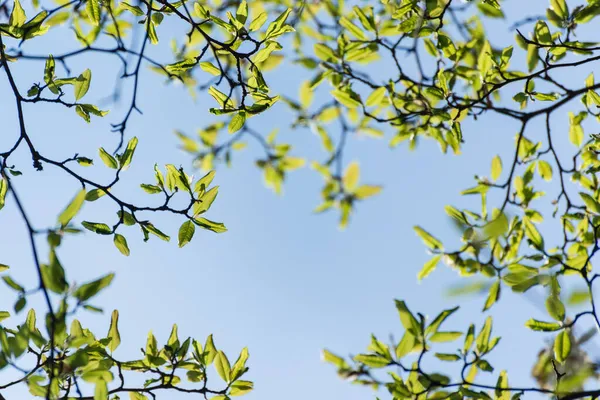Εαρινό φυσικό πλαίσιο επιλεκτικής εστίασης νεαρό πράσινο φύλλωμα ενός δέντρου ενάντια στον γαλάζιο ουρανό με κενό χώρο. — Φωτογραφία Αρχείου