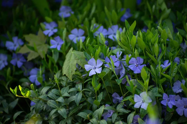 Spring Seasonal background with fresh green grass and blue flowers of Periwinkle, Vinca minor in a garden foliage. — Stock Photo, Image