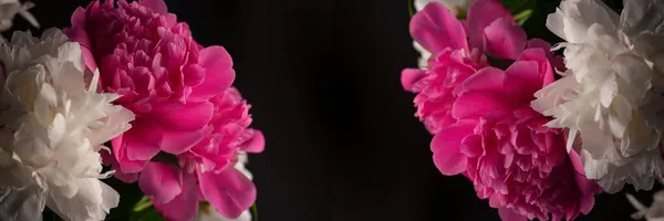 Belo buquê de peônias rosa e branco contra um fundo preto. Papel de parede sazonal primavera floral. Macro fotografia softfocused peônia. — Fotografia de Stock