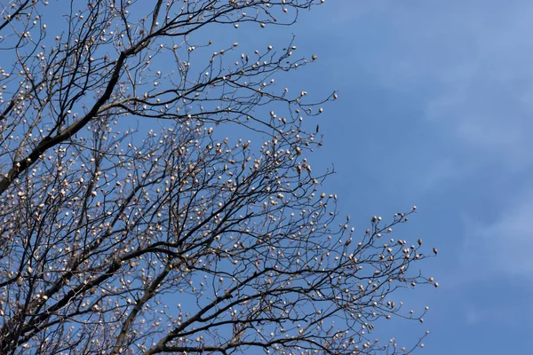 Tulipa árvore álamo ramos contra o céu azul brilhante no início da primavera. — Fotografia de Stock