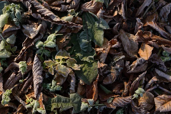 Frosted száraz őszi levelek. Brown november levelek alatt fagy. — Stock Fotó
