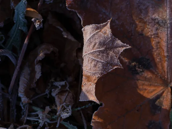 Frosted dry autumn leaves. Brown november leaves under frost. — Stock Photo, Image