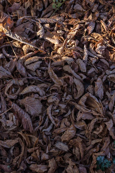 Frostade torra höstlöv. Brun november blad under frost. — Stockfoto