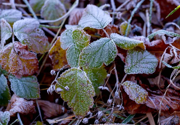 Hojas secas de otoño heladas. Hojas de noviembre marrón bajo las heladas. —  Fotos de Stock