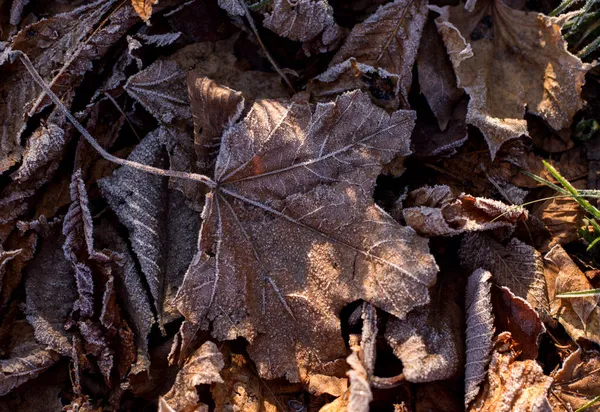 건조 한 가을 잎을 먹는다. 얼어 죽는 갈색 눈 새. — 스톡 사진
