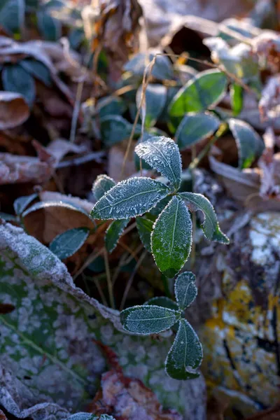 Feuilles d'automne sèches givrées. Brown feuilles de novembre sous le gel. — Photo