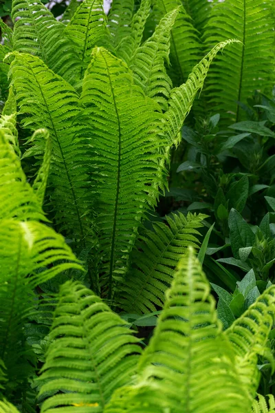 Sprouts of fern. Summer green foliage. Summer seasonal background. — Stock Photo, Image