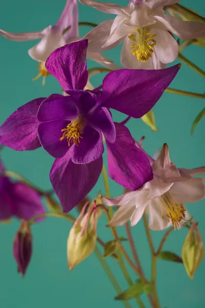 Bukett av Aquilegia glandulosa blommor mot en mörk bakgrund. Blommig tapet med aquilegia blommor. — Stockfoto