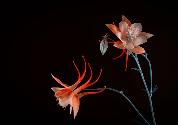 暗い背景に対してAquilegia glandulosaの花の花束。アクエリアの花の花の壁紙. — ストック写真