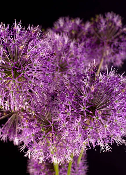 Beautiful allium flower against a purple background. Allium or Giant onion decorative plant on a floral theme banner. — Stock Photo, Image