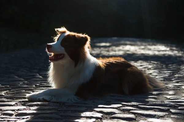 Uroczy pies collie Young Border siedzi na ziemi przed wieczornym światłem słonecznym. Słodki puszysty portret. — Zdjęcie stockowe