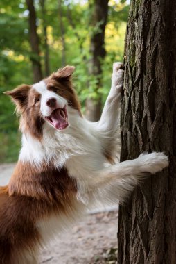 Sevimli Genç Sınır Köpeği yeşil yaprakların üzerinde oturuyor. Şirin pofuduk bir portre..