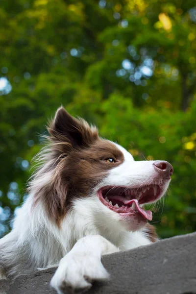 Suloinen nuori Border collie koira istuu maassa vihreä lehtineen. Söpö pörröinen pikkumuotokuva. — kuvapankkivalokuva