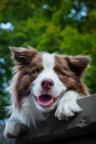 Uroczy pies collie Young Border siedzi na ziemi zielone liście. Słodki puszysty portret. — Zdjęcie stockowe