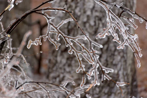 Rami glassati, ricoperti di ghiaccio. Sfondo stagionale invernale. Immagine di messa a fuoco selettiva di bella natura. — Foto Stock