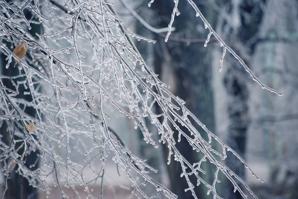Zamrzlé větve, pokryté ledem. Zimní sezónní prostředí. Selektivní zaměření obrazu krásné přírody. — Stock fotografie