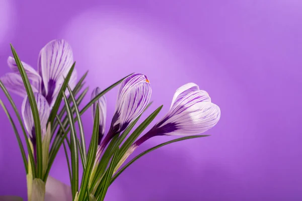 Hermoso ramo de primavera de cocodrilos y flores mimosas. —  Fotos de Stock