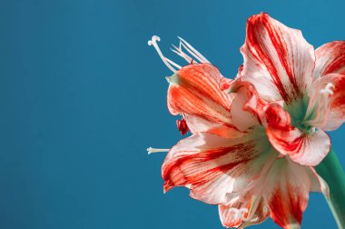 Amaryllis çiçeğinin beyaz-pembe çiçekleri ya da mavi arkaplanlı Hippeastrum Gervase.