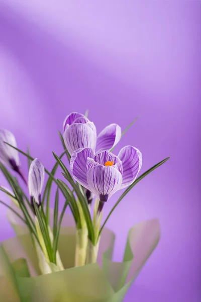 Belo buquê de primavera de crocos e flores de mimosa. — Fotografia de Stock