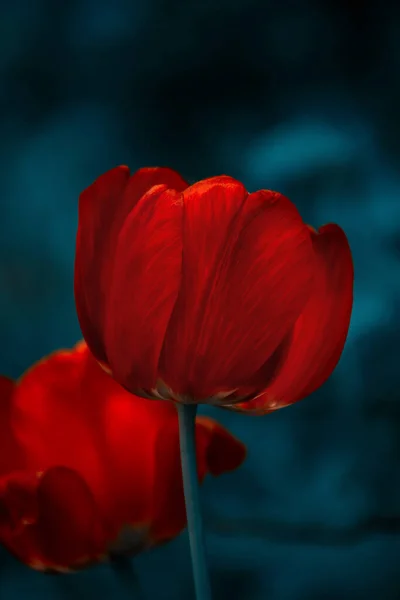 V deštivé zahradě se v dešti lesknou červené Tulipán. Květinové pozadí. — Stock fotografie