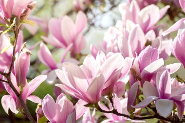 Güzel manolya ağacı bahar çiçekleri. Jentle Manolya çiçek karşı günbatımı ışığı.