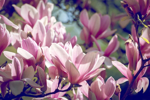 Güzel manolya ağacı bahar çiçekleri. Jentle Manolya çiçek karşı günbatımı ışığı. — Stok fotoğraf