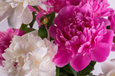 Güzel bir buket pembe ve beyaz şakayık. Çiçekli bahar mevsimlik duvar kâğıdı. Makro fotoğraf softözlü şakayık.