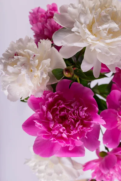 Schöner Strauß Rosa Und Weißer Pfingstrosen Floral Frühling Saisonale Tapete — Stockfoto