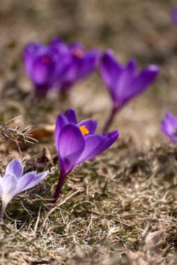 Güzel timsahlar ilk soğanı üretir. Çiçek açan bir grup mor çiçek, mevsimlik kartpostalları selamlamak için iyidir..