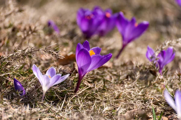 Beautiful Crocuses Spring First Oniony Group Blooming Purple Flowers Good — Stock Photo, Image