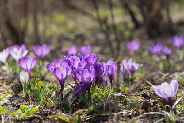 Krásné Krokusy Jarní První Cibule Skupina Kvetoucích Fialových Květin Vhodné — Stock fotografie