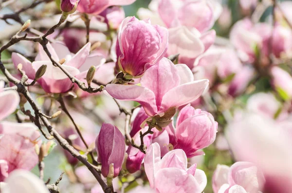 Beaux Magnolias Fleurissent Printemps Jentle Magnolia Fleur Contre Lumière Coucher — Photo