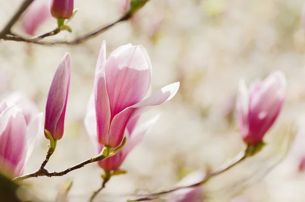 Beaux Magnolias Fleurissent Printemps Jentle Magnolia Fleur Contre Lumière Coucher — Photo