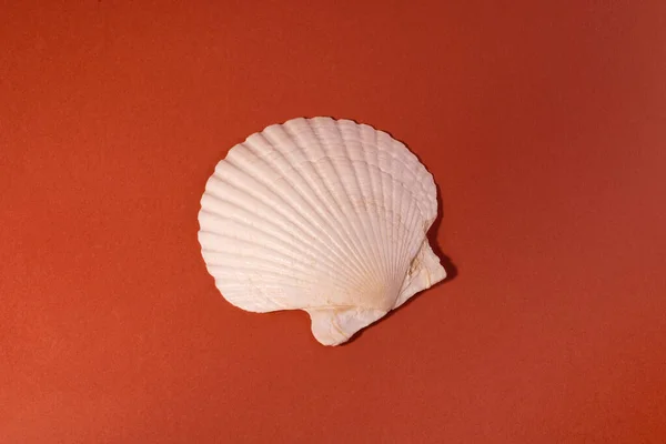 White Seashell Een Bakstenen Achtergrond Minimalistisch Mijnbouwconcept — Stockfoto