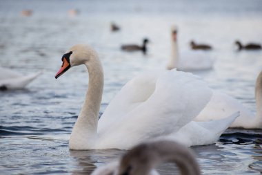 Sisli bir kış gölünde korkunç beyaz zarif kuğular. Vahşi hayvan fotoğrafı.