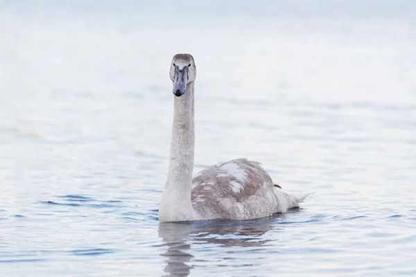 Beautiful White Elegant Swans Bird Foggy Winter River Wild Animal — Stock Photo, Image