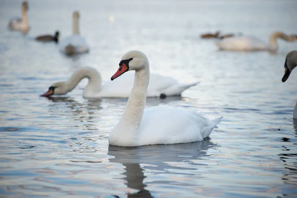 Magnífico Pájaro Cisne Blanco Elegante Lago Invierno Brumoso Fotografía Animal —  Fotos de Stock