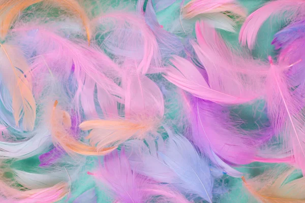 Background of Feathers in Gentle Pink and Turquoise Colors — Stock Photo, Image