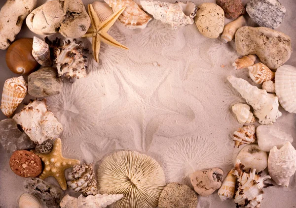 砂の背景に様々な貝殻のフレーム.夏の販売のための良い背景 — ストック写真