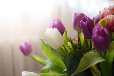 Güzel bahar laleleri seçici odak noktası. Yumuşak odaklı bulanık arka plana karşı laleleri kapat