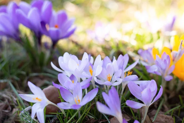 Krásné krokusy jarní první cibule. Skupina kvetoucích fialových květů. — Stock fotografie
