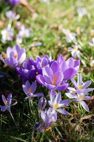 Krásné krokusy jarní první cibule. Skupina kvetoucích fialových květů. — Stock fotografie