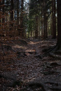 Genç Bahar Çamur Ormanı 'ndan geçen yol güneş ışınları altında. Orman manzarası.