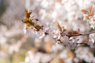 Pembe Kiraz Ağacı Çiçekleri. Güzel Bahar Çiçeği Arkaplanı.
